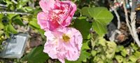 Hibiscus mutabilis 'Flora Plena'